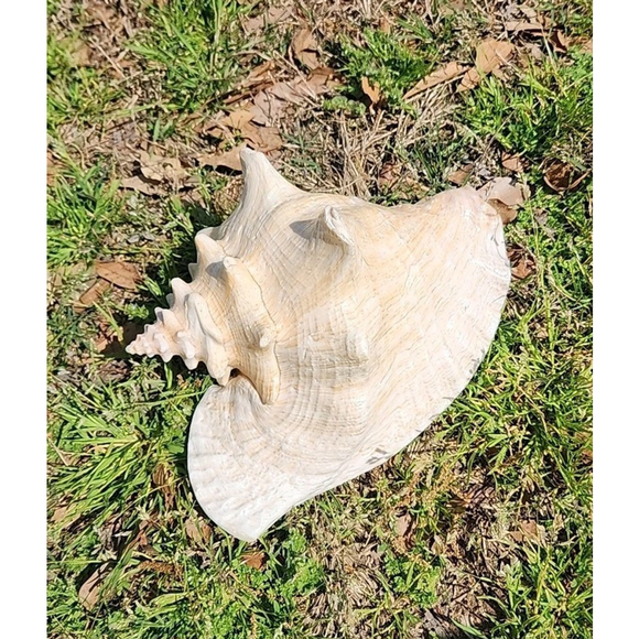Unbranded Other - Vintage Queen Stromb Conch Shell Nautical Art Pink Natural